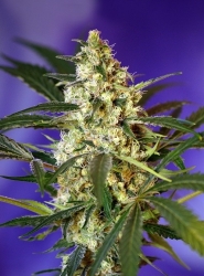 Fast Bud 2 Auto fem. 3ks