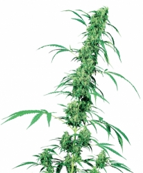 Semena konopí  Sensi Seeds   Fruity Juice 10ks 