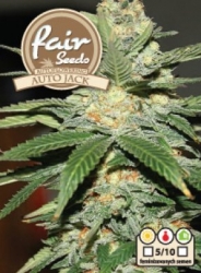 Semena konopí  Fair Seeds  Auto Jack