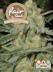 Fair Seeds  Auto Somango 