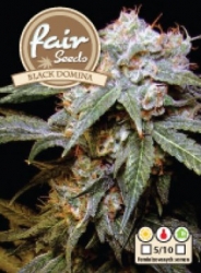Semena konopí  Fair Seeds  Black Dominator