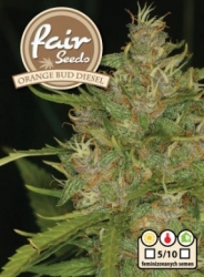Fair Seeds Orange Bud Diesel