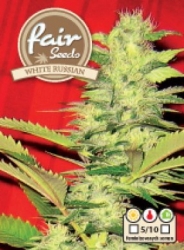 Semena konopí  Fair Seeds  White Russian 