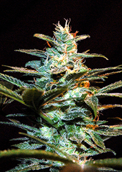 Semena konopí  Sweet Seeds   Ice Cool