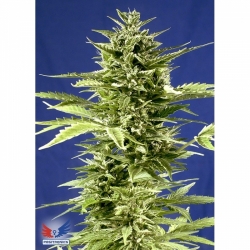 JACK DIESEL EXPRESS AUTO