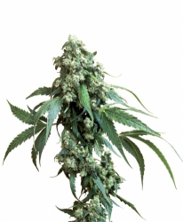 Semena konopí  Sensi Seeds   Jack Flash 10ks 