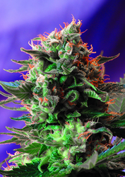 Semena konopí  Sweet Seeds   Jack 47 
