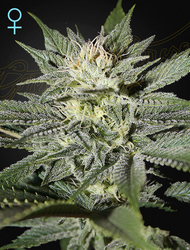 King´s Kush CBD