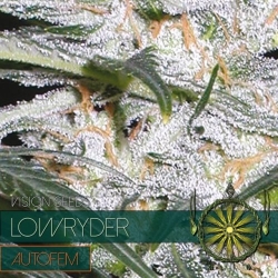 Lowryder Auto 