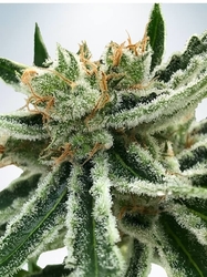 Mandarine Haze Fem.