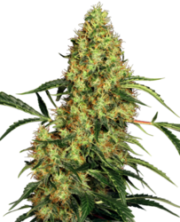 Sensi Seeds Mexican Sativa 