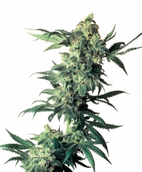 Semena konopí  Sensi Seeds   Northern Lights