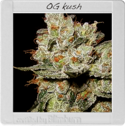 OG´s Kush 