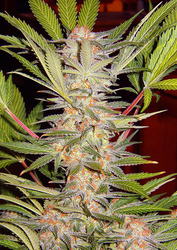 S.A.D. S1® Sweet Afgani Delicious