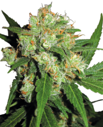 Sensi Seeds Sensi Skunk