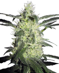 Sensi Seeds Silver Haze 