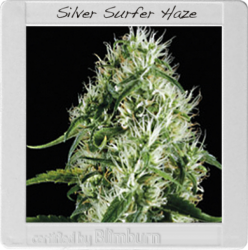 Silver Surfer Haze