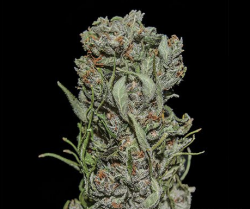 White Critical Express