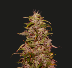 Big Altai Sativa Express