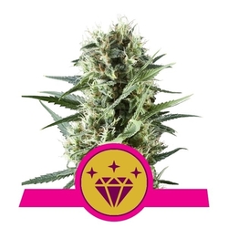 Special Kush 1 #