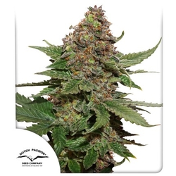 Strawberry Cough ®
