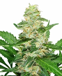  Sensi Seeds   Super Skunk Autoflowering