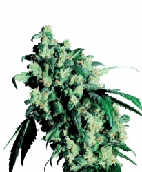 Semena konopí  Sensi Seeds   Super Skunk 