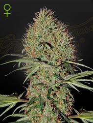 Super Bud Auto