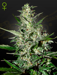Super Critical Auto