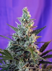 Sweet Skunk Auto®