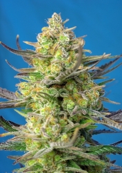 Sweet Cheese XL Auto® 