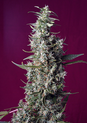 Sweet Cherry Pie® Fem.