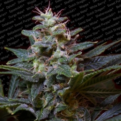 Semena konopí   Paradise Seeds   Sweet Purple