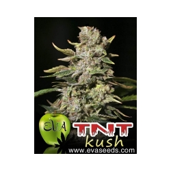 TNT Kush Feminizovaná