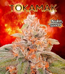 TOKAMAK AUTO