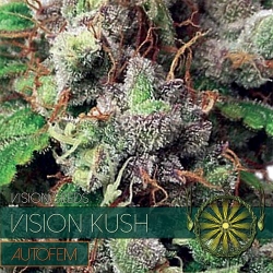 Vision Kush Auto