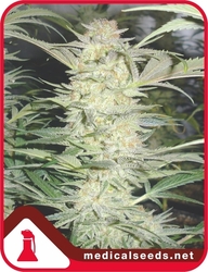 White Widow