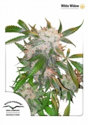 Semena konopí -  White Widow ® 