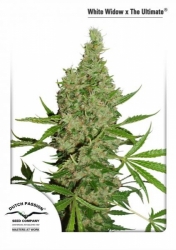 Semena konopí -  White Widow x The Ultimate ®