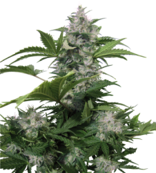 Semena konopí  White Dwarf   Autoflowering