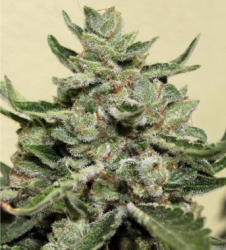 White Dwarf  Auto